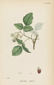 Plants / Rubus Idaeus