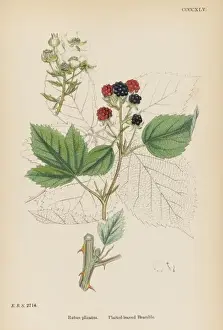 Black Berry Prints: Plants / Rubus Plicatus