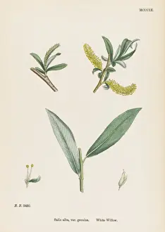 Plants / Salix Alba