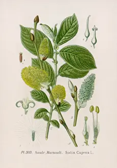 Plants / Salix Caprea