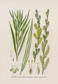 Plants / Salix Viminalis