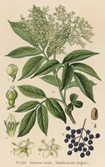 Plants / Sambucus Nigra
