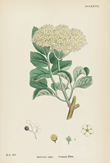 Elder Gallery: Plants / Sambucus Nigra