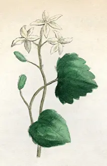 Plants / Sanicula Europaea