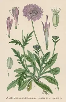 Plants / Scabiosa Arvensis