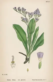 Plants / Sea Lavender