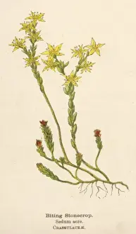Biting Prints: Plants / Sedum Acre