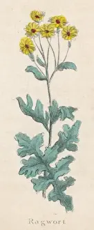 Ragwort Prints: Plants / Senecio Jacobaea