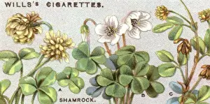 Minus Prints: Plants / Shamrock