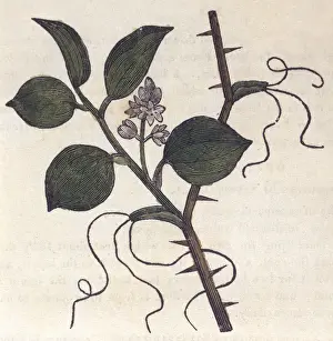 Plants / Smilax China