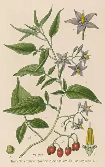 Plants / Solanum Dulcamara