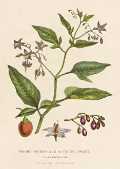 Plants / Solanum Dulcamara