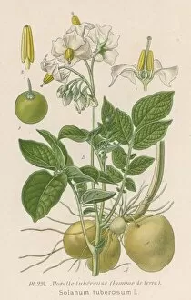 Plants / Solanum Tuberosum