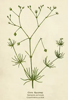 PLANTS / SPERGULA ARVENSIS