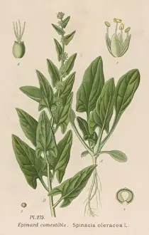 Plants / Spinacia Oleracea