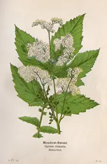 Applied Prints: Plants / Spiraea Ulmaria