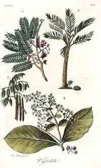 Indica Prints: Plants of Sri Lanka: tamarind 1, sago palm