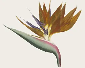 Plants / Strelitzia / Curtis