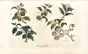 Plants of Sumatra including clove, mangosteen