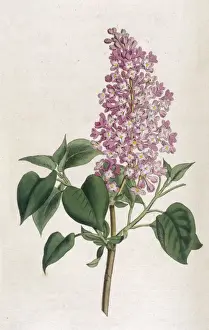 Plants / Syringa Vulgaris