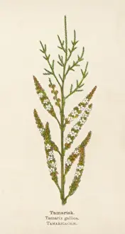 Plants / Tamarix Gallica