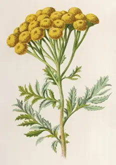 Vulgare Prints: Plants / Tanacetum Vulgare