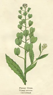Cress Collection: PLANTS / THLASPI ARVENAE