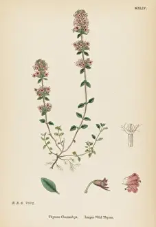 Plants / Thymus Chamaedrys