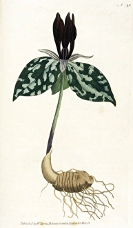 Images Dated 15th February 2011: Plants / Trillium Cuneatum