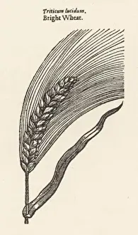 1636 Prints: Plants / Triticum