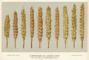 Pla Nts Prints: Plants / Triticum Vulgare