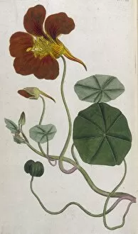 Cress Collection: Plants / Tropaeolum Majus