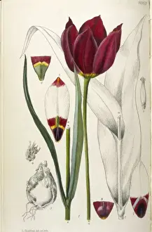 Tulip Prints: Plants / Tulipa Cypria