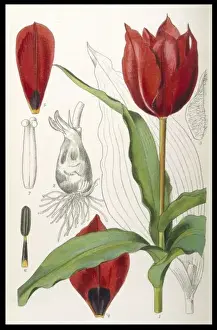 Plants / Tulipa Stapfil