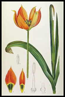 Tulip Gallery: Plants / Tulipa Whittallii
