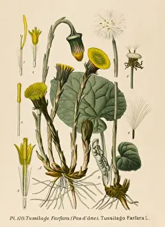 Plants / Tussilago Farfara