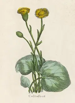 Plants / Tussilago Farfara