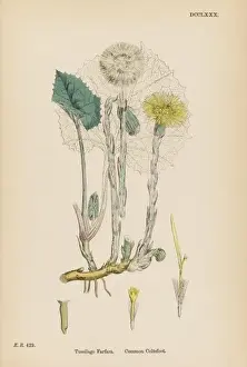 Plants / Tussilago Farfara