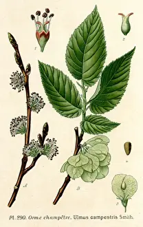 Campestris Prints: PLANTS / ULMUS CAMPESTRIS