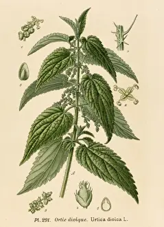 Pla Nts Prints: Plants / Urtica Dioica
