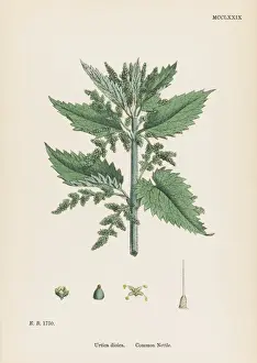 Plants / Urtica Dioica