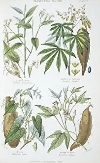 Arrowroot Collection: Plants used as food