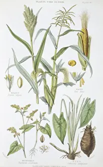 Plants used as food