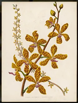 Flowers and Plants Gallery: Plants / Vanda Batemanii