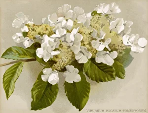 Flowers and Plants Gallery: Plants / Viburnum Plicatum