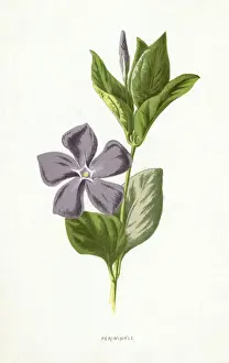 Periwinkle Prints: Plants / Vinca Major