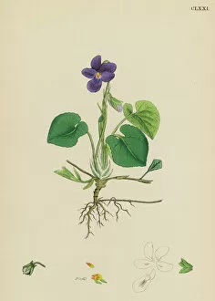 Violet Collection: Plants / Viola Odorata