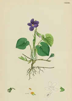 Pla Nts Prints: Plants / Viola Odorata