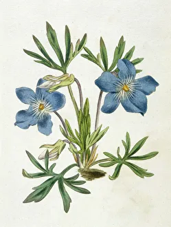Flowers and Plants Gallery: Plants / Viola Pedata