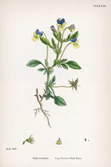 Plants/Viola Tricolor